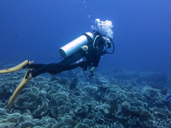 海之号角神秘海怪